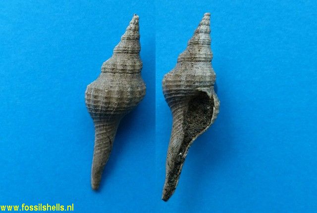 Falsicolus bensoni