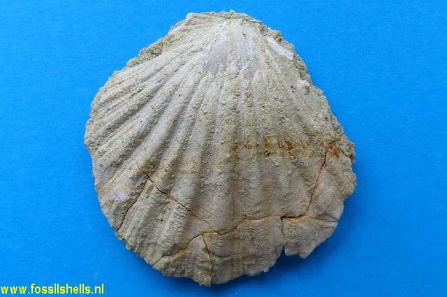 Duplipecten waihaoensis
