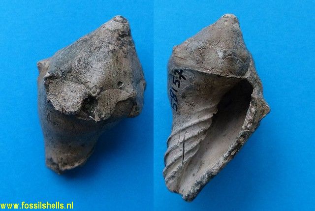 Mauira biconica