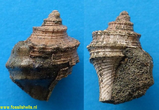 Galeodea modesta