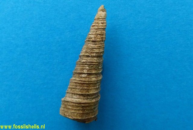 Zeacolpus species