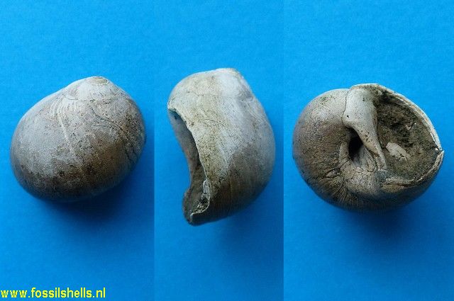 Carinacca allani