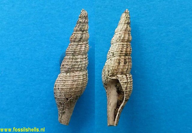 Zexillia hampdenensis