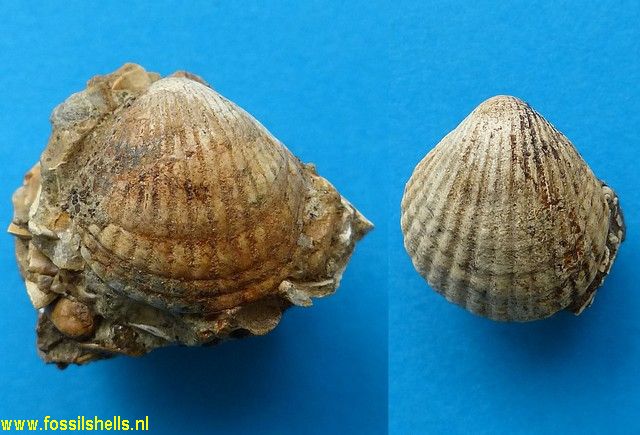 Cardita species
