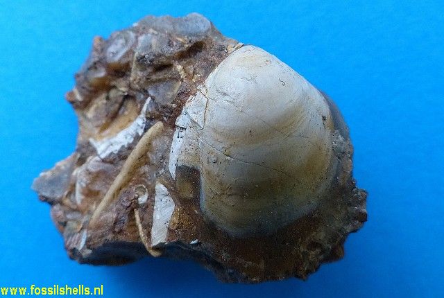 Kurinuia aerolata