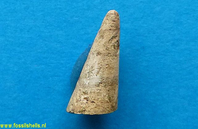 Colposigma gairi