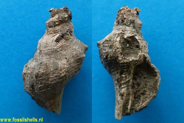 Austrofusus species