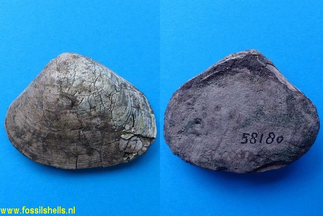 Eucrassatella autralis