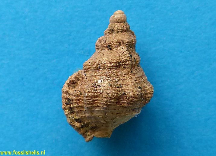 Sassia species