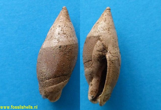 Amalda morgani