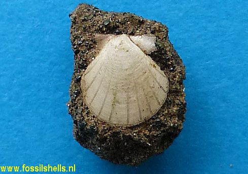 Chlamys species