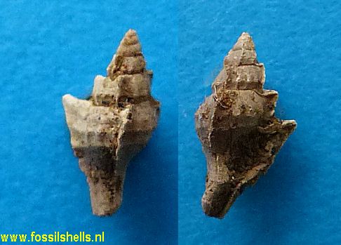 Pterynotus species