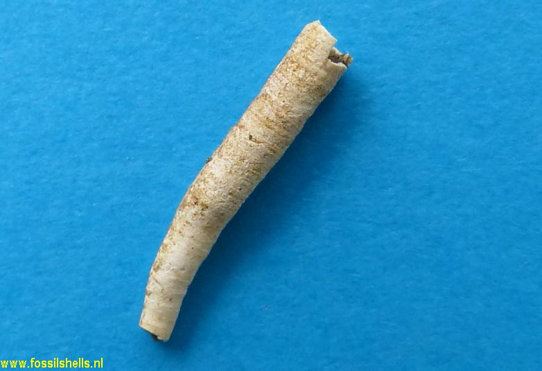 Teredo species