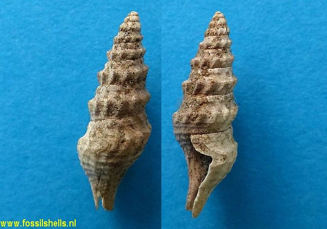 Splendrillia species