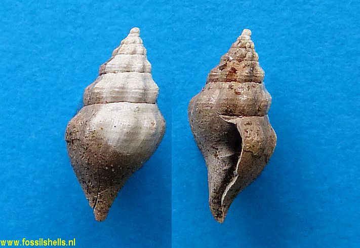 Cordieria rudis