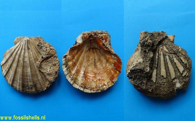Mesopeplum crawfordi