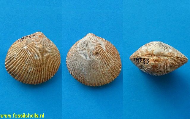 Vepricardium species