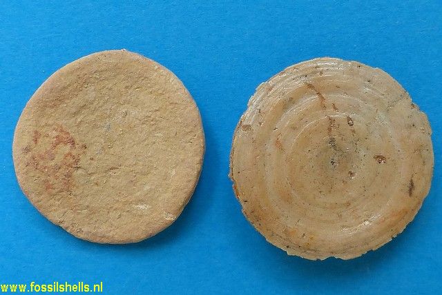 Nummulites species