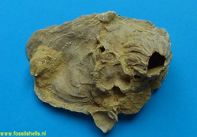Balanus on Ostrea