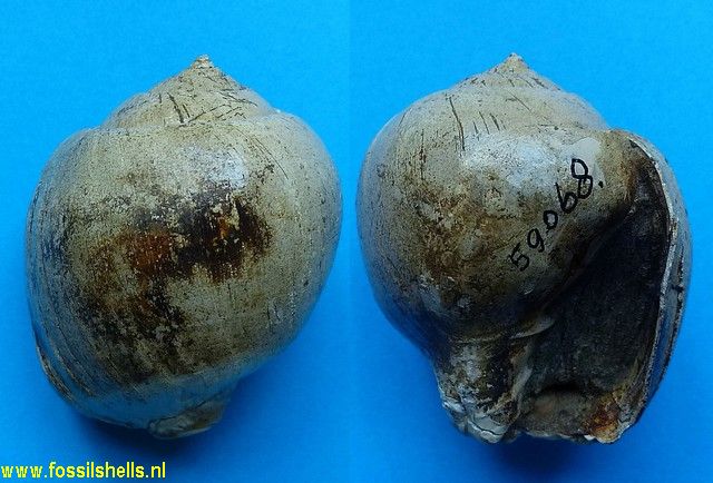 Caricella species