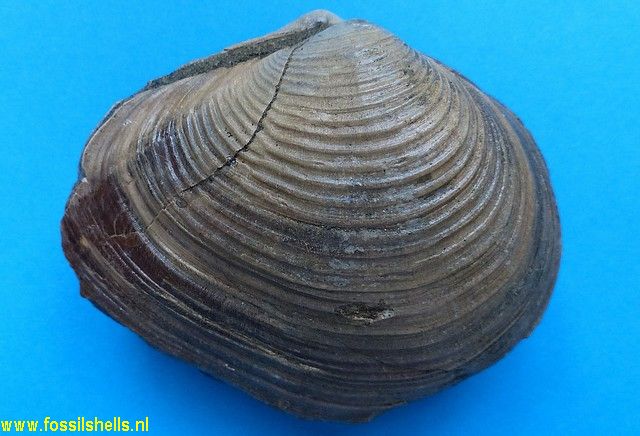 Papyridea species