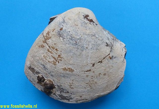 Mactrellona elisia
