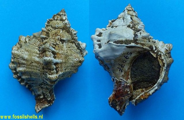 Hexaplex species