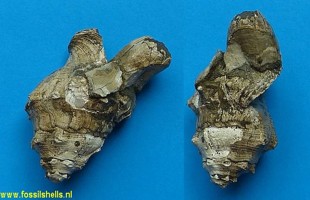 Balanus on Solenosteira