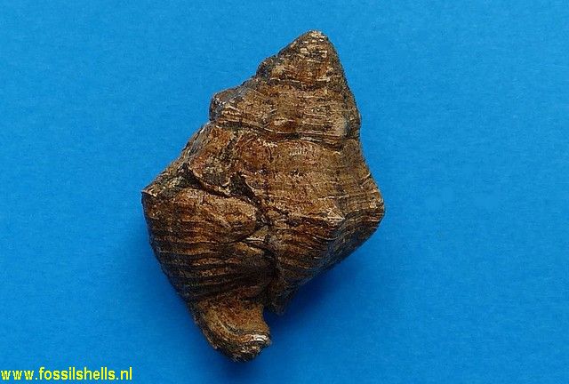 Solenosteira species