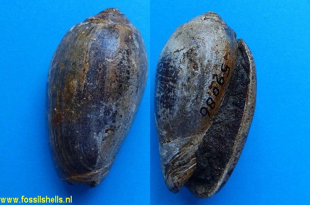 Oliva species