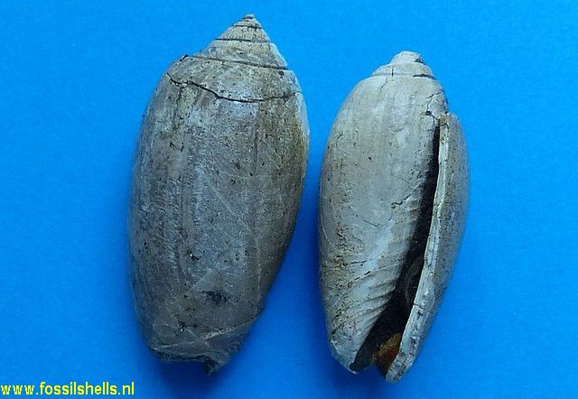 Oliva species