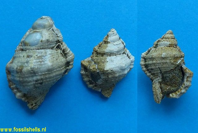 Bursa species