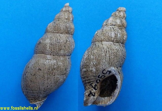Colubraria? species