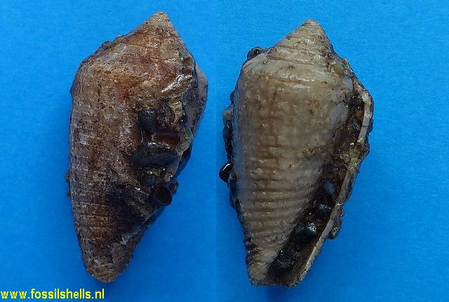 Conus arcuatus