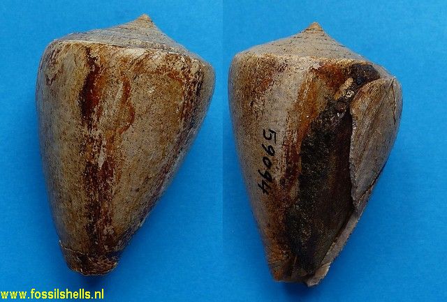 Conus species