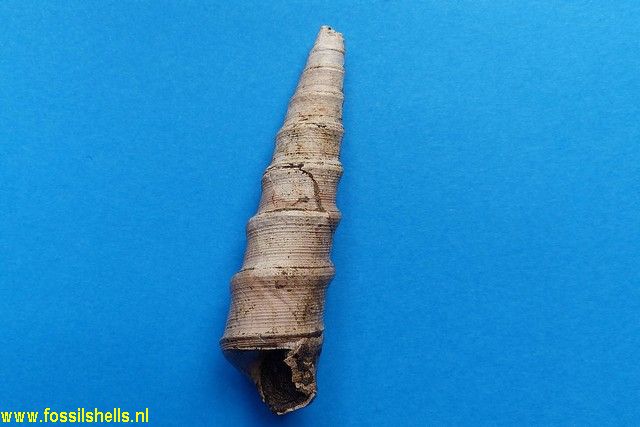 Turritella species
