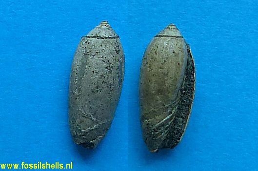 Oliva species