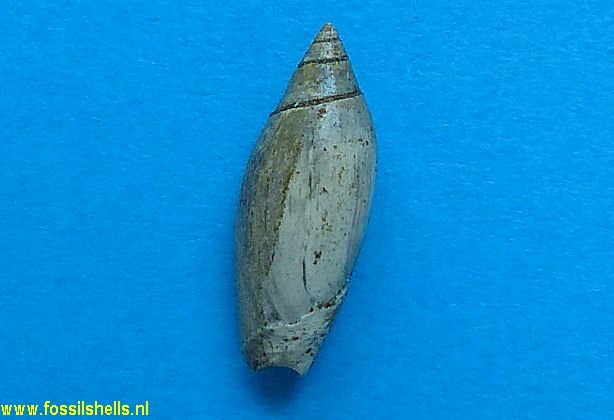 Olivella species