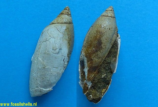 Agaronia species