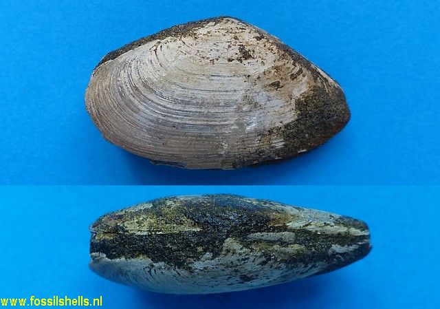Psammotreta species