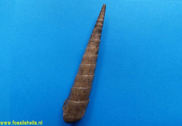 Terebra species