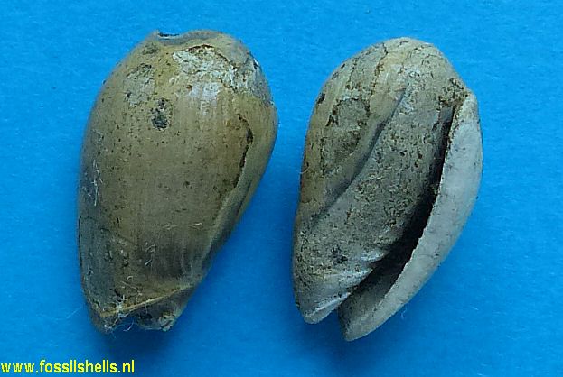 Marginella species
