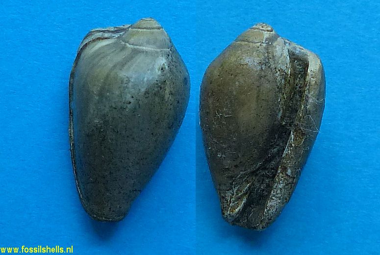 Marginella species