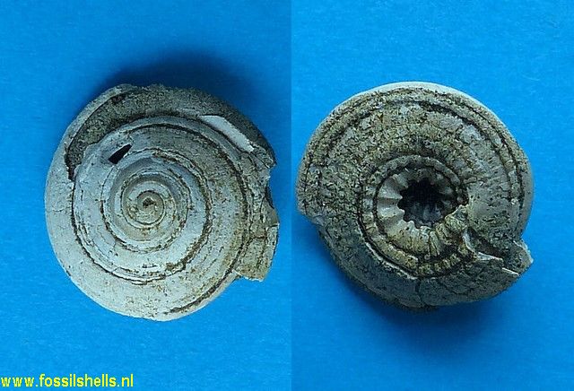 Architectonica species