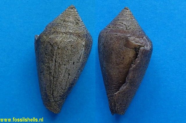 Conus species