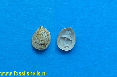 Crepidula species