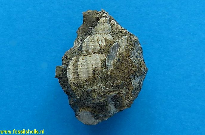 Nassarius species