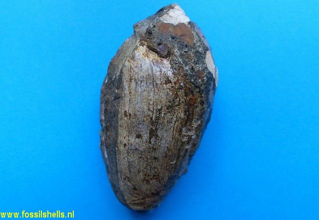 Oliva species