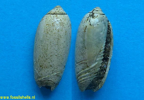 Oliva species