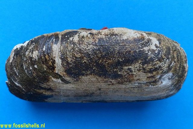 Solecurtus broggii costaricensis